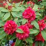 Rhododendron rood